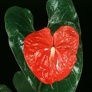 Anthurium andreanum