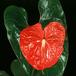 Anthurium andreanum