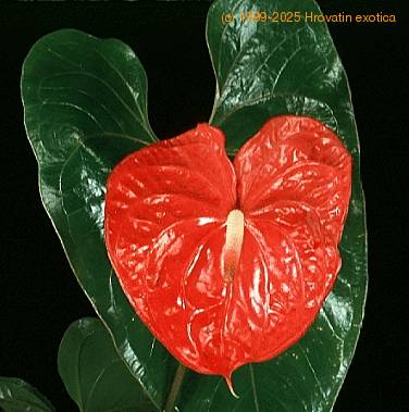 Anthurium andreanum