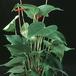 Anthurium andreanum Lenny 2016