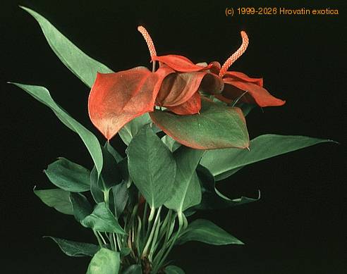 Anthurium scherzerianum 2020