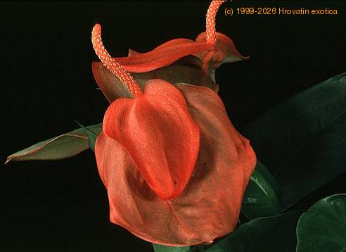 Anthurium scherzerianum 2021