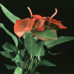 Anthurium scherzerianum