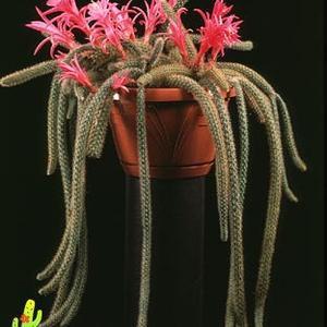 Aporocactus flagelliformis