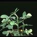 Arachis hypogea-1898