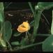 Arachis hypogea-1899