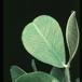 Arachis hypogea-1900