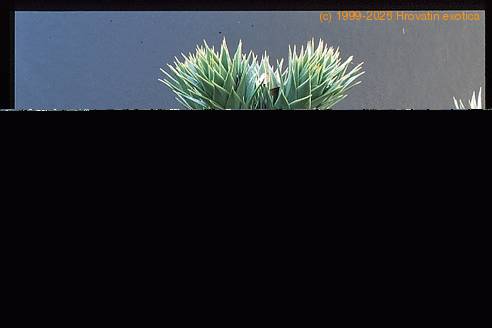 Araucaria araucana 1942