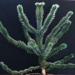 Araucaria araucana