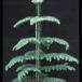 Araucaria heterophylla 3004