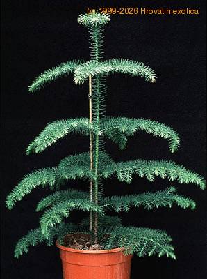 Araucaria heterophylla 3004