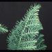Araucaria heterophylla 3005