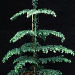 Araucaria heterophylla