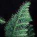 Araucaria heterophylla closeup 3005