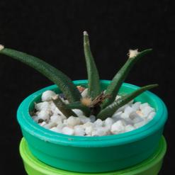 Ariocarpus agavoides