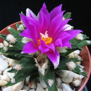 Ariocarpus agavoides