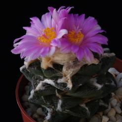 Ariocarpus fissuratus