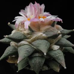 Ariocarpus furfuraceus