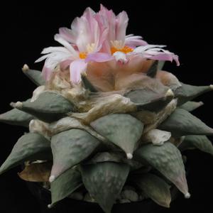 Ariocarpus furfuraceus