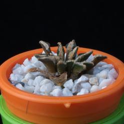 Ariocarpus kotschoubeyanus