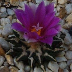 Ariocarpus kotschoubeyanus