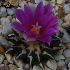 Ariocarpus kotschoubeyanus