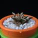 Ariocarpus kotschoubeyanus MOP