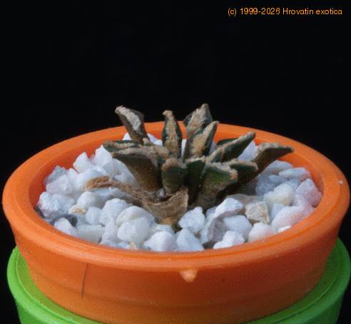 Ariocarpus kotschoubeyanus MOP