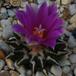 Ariocarpus kotschoubeyanus SIb