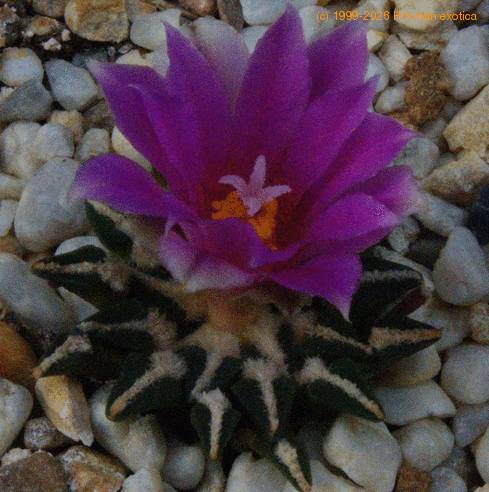 Ariocarpus kotschoubeyanus SIb