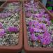 Ariocarpus kotschoubeyanus-SIf