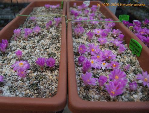 Ariocarpus kotschoubeyanus-SIf