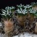 Ariocarpus kotschoubeyanus SIg