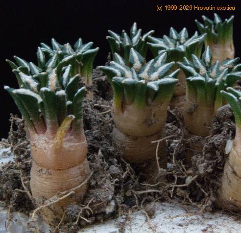 Ariocarpus kotschoubeyanus SIg