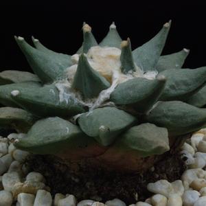 Ariocarpus retusus