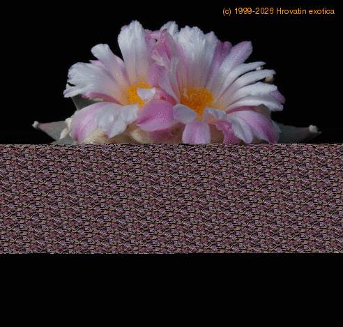 Ariocarpus retusus furfuraceus SIb