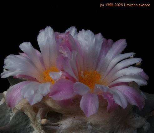 Ariocarpus retusus furfuraceus SIf