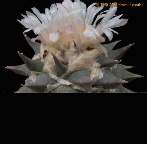 Ariocarpus retusus-SIf