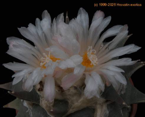 Ariocarpus retusus1-SIf