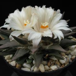 Ariocarpus trigonus