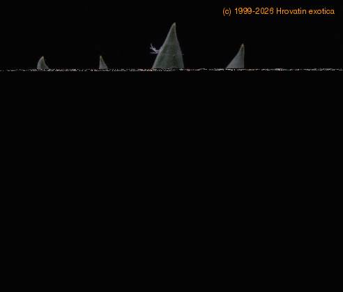 Ariocarpus trigonus elongatus-SIb