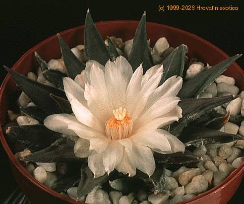Ariocarpus trigonus-SIB