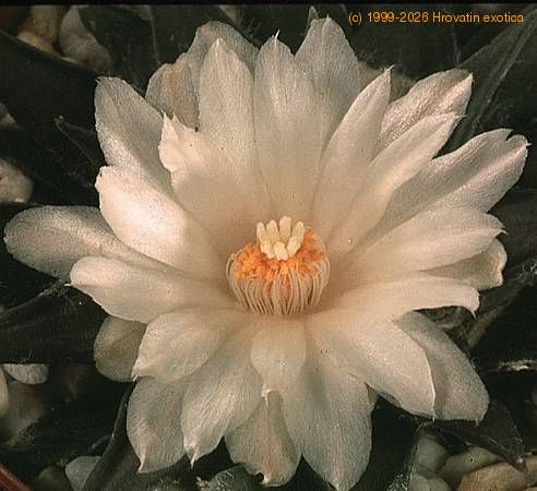 Ariocarpus trigonus-SIf