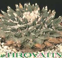 Ariocarpus trigonus v. elongatus
