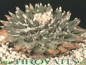 Ariocarpus trigonus v. elongatus