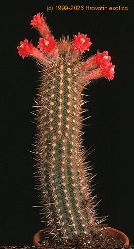 Arrojadoa aureispina 879