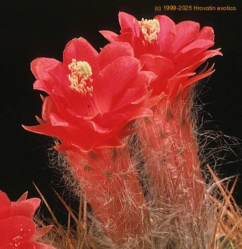 Arrojadoa aureispina 880