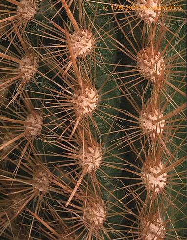 Arrojadoa aureispina 882