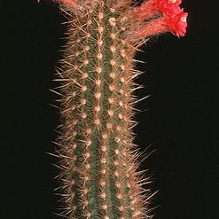 Arrojadoa aureispina