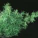Asparagus densiflorus 1880
